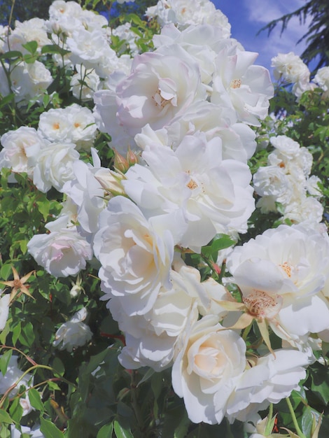 A bush of white roses with the word rose on it