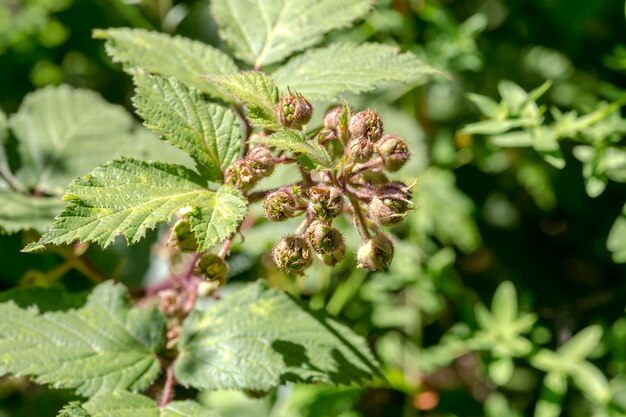 A bush of wild raspberries Rubus ripens in the mountains closeup