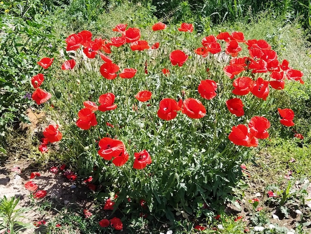 Bush of wild red poppies Beautiful wildflowers Blurred background Poppy field Delicate poppy petals glisten in the sunlight