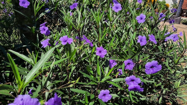 A bush with beautiful purple flowers 02