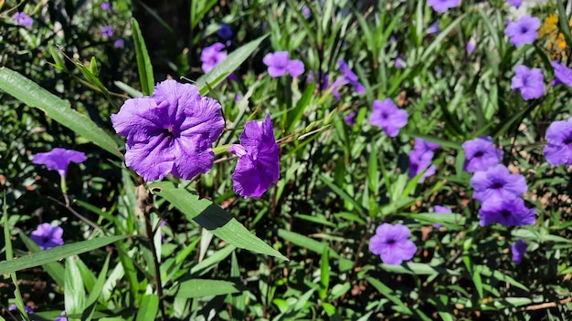 A bush with beautiful purple flowers 03