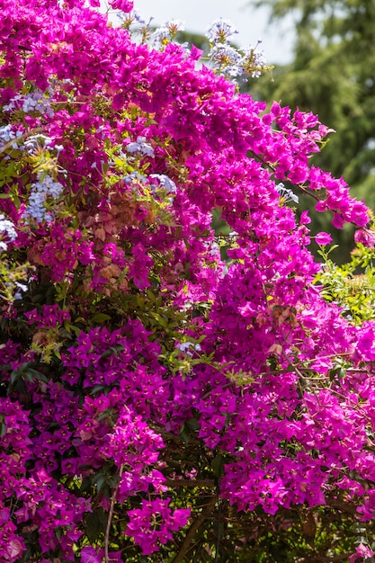 Bush with blossom red flowers in sunny day