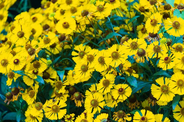 Bush with bright yellow flowers