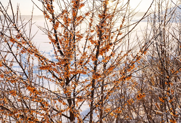 A bush with frozen sea buckthorn on the shore of a snowcovered lake on a winter day against the backdrop of sunset