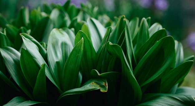 Bush with green leaves autumn colchicum in the garden