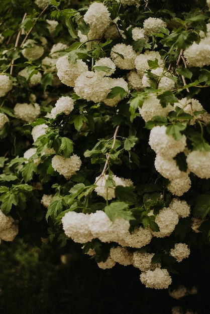 Photo a bush with large white flowers