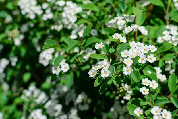 Bush with many white flowers copy space