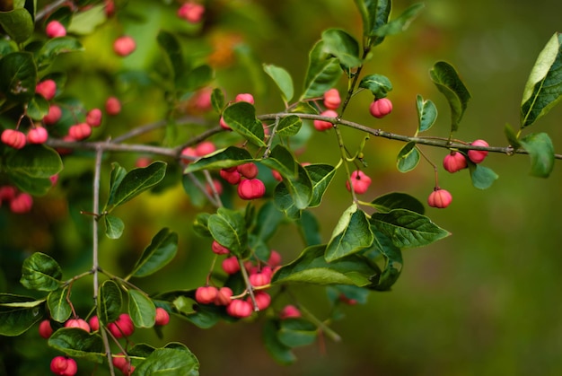 a bush with pink berries. a green bush. a tree with berries
