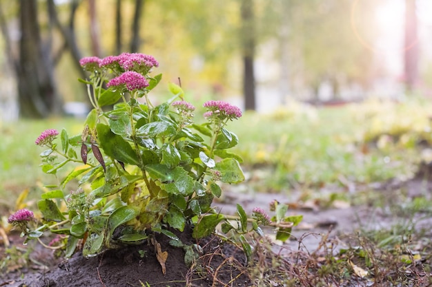 Bush with purple flowers with rain drops on ground