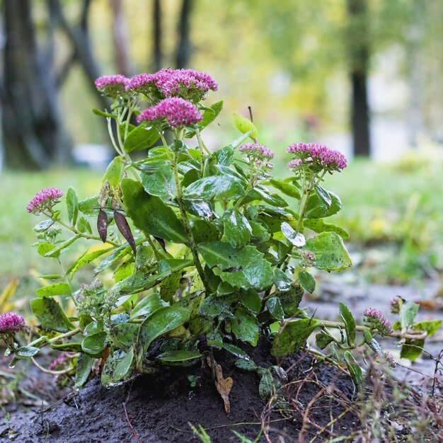 Bush with purple flowers with rain drops on ground