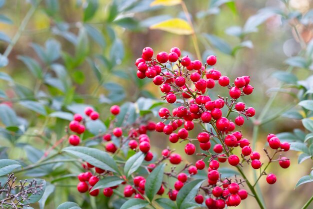 Photo bush with red berries selective focus nandina domestica nandina heavenly bamboo or sacred bamboo beautiful natural berry background