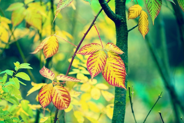 Bush with red and yellow leaves in the forest in autumn