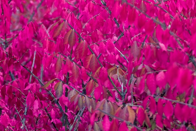 The bush with small leaves