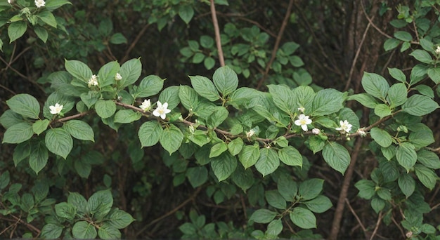 Photo a bush with white flowers and green leaves that say quot spring quot