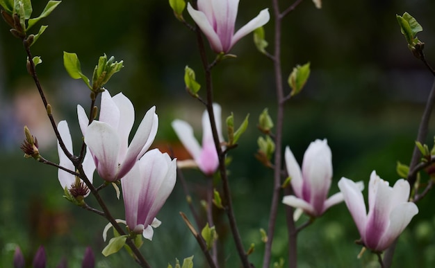 Bush with white magnolias in the park spring day