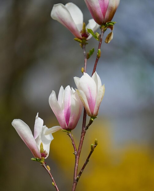 Bush with white magnolias in the park spring day