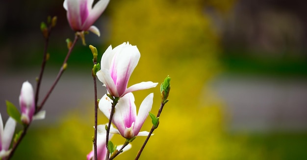 Bush with white magnolias in the park spring day