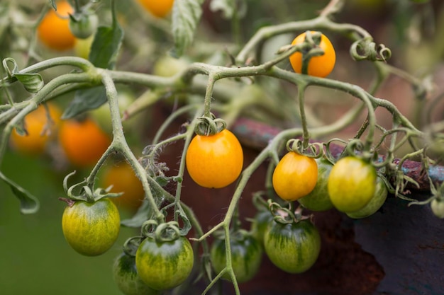 Bush of yellow cherry tomatoes Vitamins and healthy food in the garden Closeup