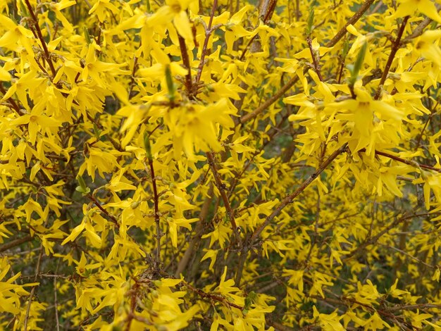 Photo a bush of yellow flowers is shown in this close up picture.