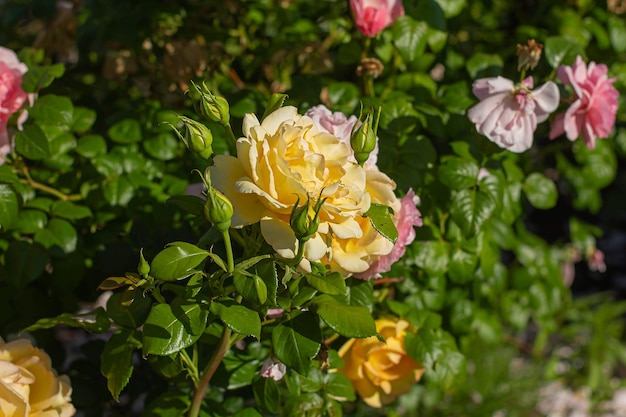 Bush of yellow roses with buds in the garden background