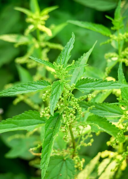 bush of young green nettle grows in the garden