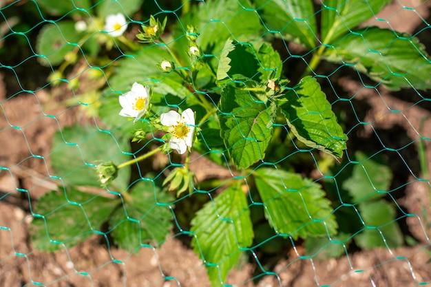 A bush of young strawberries with white flowers covered with netting from bird attacks Protection of strawberries from pests