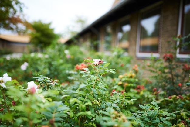 Bushes in a backyard with flowers growing