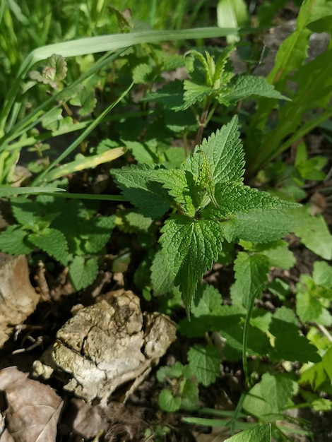 Bushes of deaf nettles of white lamb among greenery