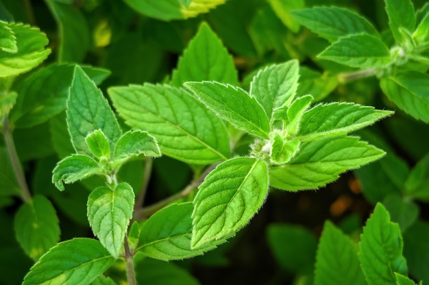 bushes of green garden mint grow in the garden. cultivation of medicinal plants concept