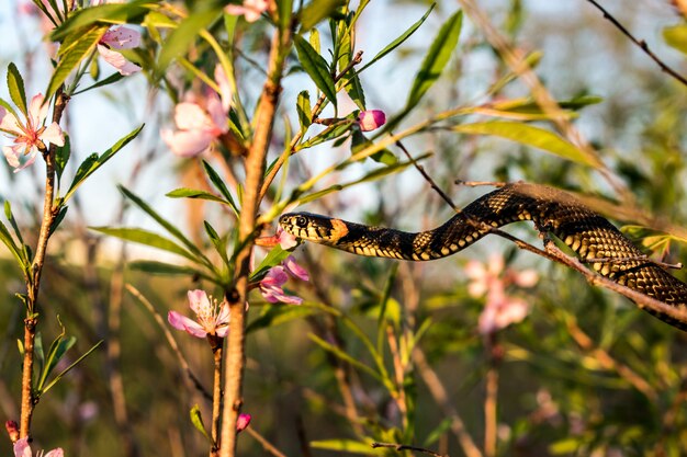 bushes of pink flowers snake