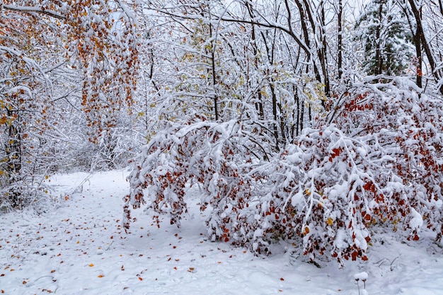 Bushes and trees with bright autumn leaves covered with snow Weather climate change of seasons