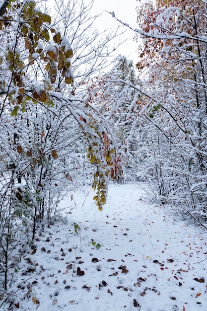 Bushes and trees with bright autumn leaves covered with snow Weather climate change of seasons