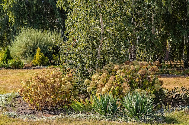 Bushes and trees with lush foliage in early autumn garden