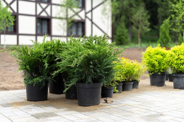 Bushes in tubs prepared for landscaping the garden in the background a halftimbered house Garden