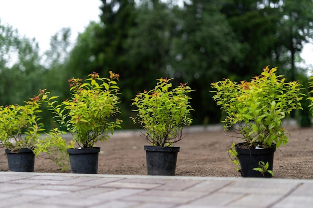 Bushes in tubs prepared for landscaping the garden in the background a halftimbered house Garden