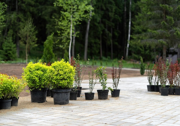 Bushes in tubs prepared for landscaping the garden in the background a halftimbered house