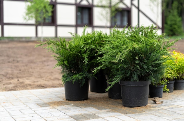 Bushes in tubs prepared for landscaping the garden a halftimbered house Garden landscape design