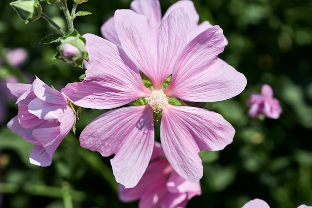 Bushes with beautiful pink flowers near the house