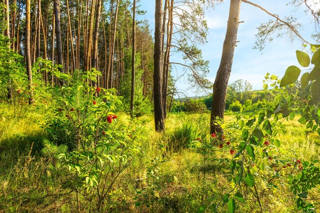 Bushes with red berries in pine forest at sunrise