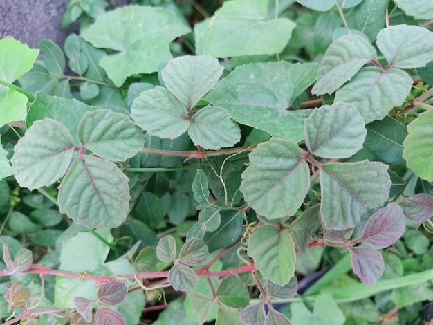 A bushkiller plant with green leaves and red leaves