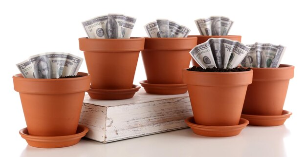 Business concept growing money in the flowerpots isolated on white