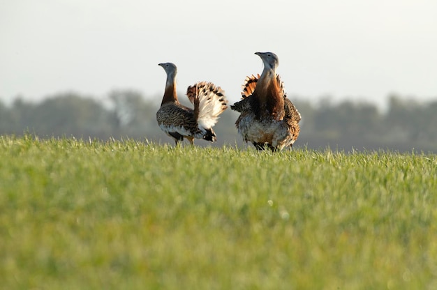 Bustard males in the breeding season in a cereal steppe with the first light of day