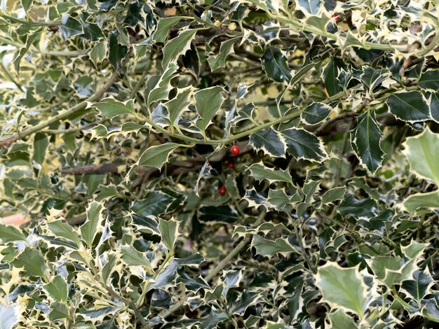 Butcher's broom with red fruit mistletoe christmas