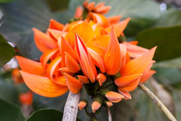 Butea monosperma, Bastard Teak flower, Bengal Kino