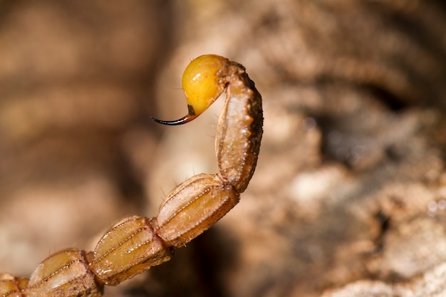 Photo buthus scorpion sting tail