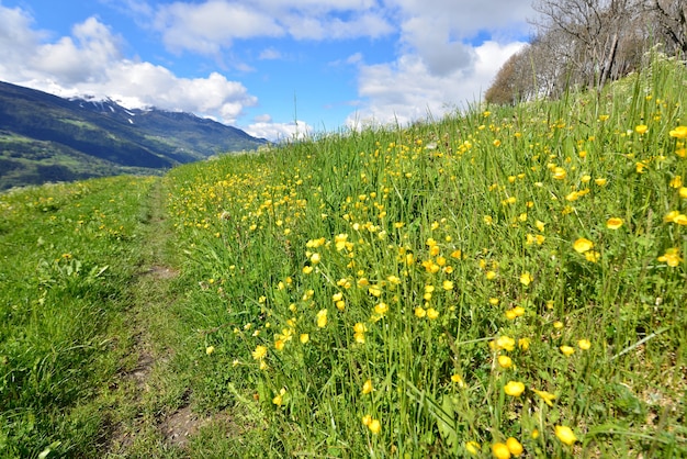 Buttercup blooming in grassy meadow along a footpath in alpine mountain