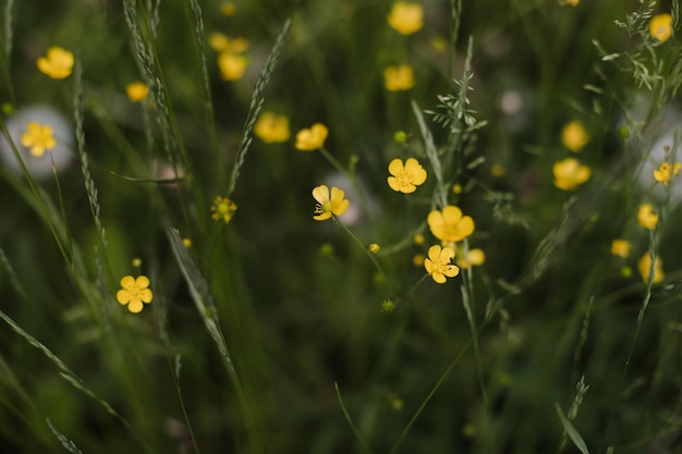 Buttercup yellow flowers in meadow on green grass background Selective focus blurred background