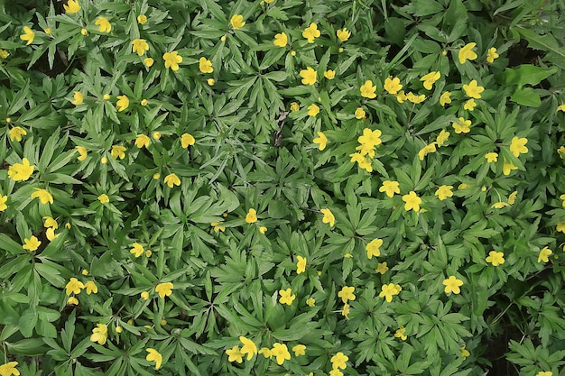 buttercups flowers background / abstract background seasonal, spring, summer, nature flower, yellow wild flowers