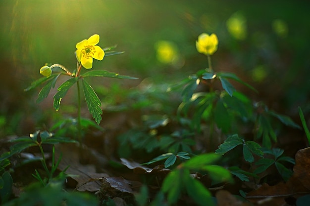 buttercups flowers background / abstract background seasonal, spring, summer, nature flower, yellow wild flowers