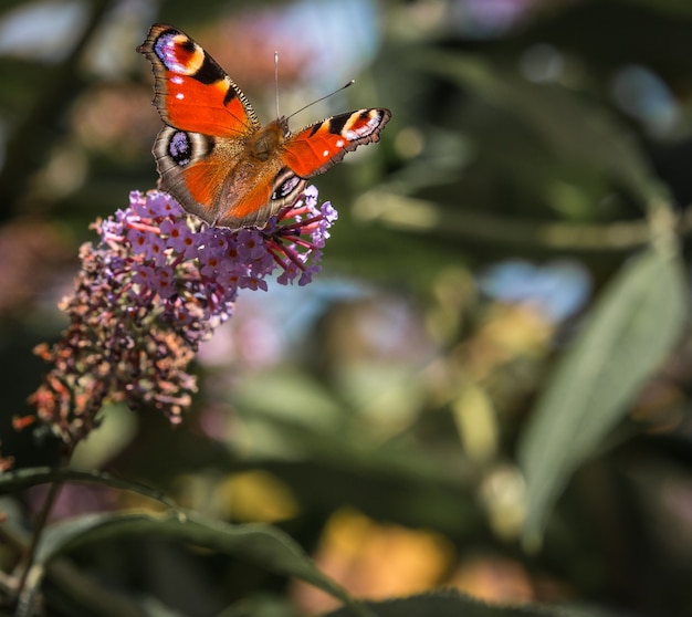 butterflies announce the arrival of spring